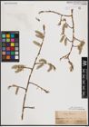 Foto von Salix caprea L.